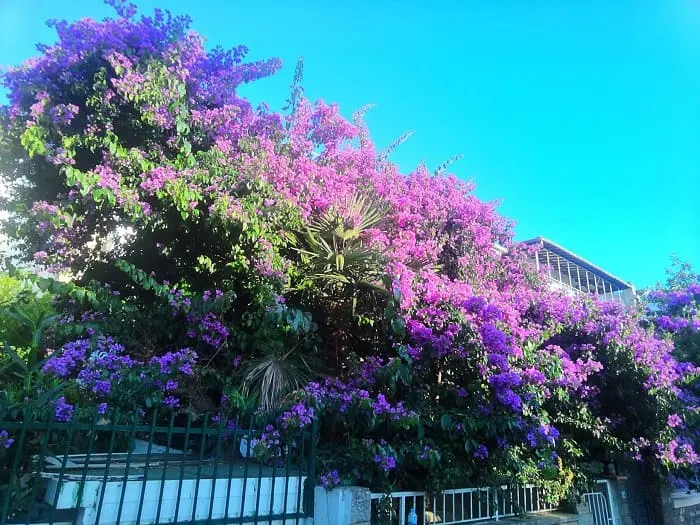 Sağanak Yağmurdan Sonra Büyükada