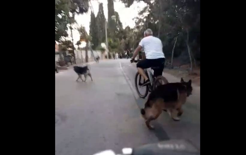 Büyükada Tur Yolunda Hareketli Anlar: Bisikletli ile Sokak Köpeklerinin Karşılaşması Kameralara Yansıdı