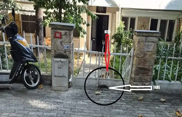 Büyükada’da ‘Çöp’ Alarmı: Çınar Caddesi’ni Fareler Bastı!