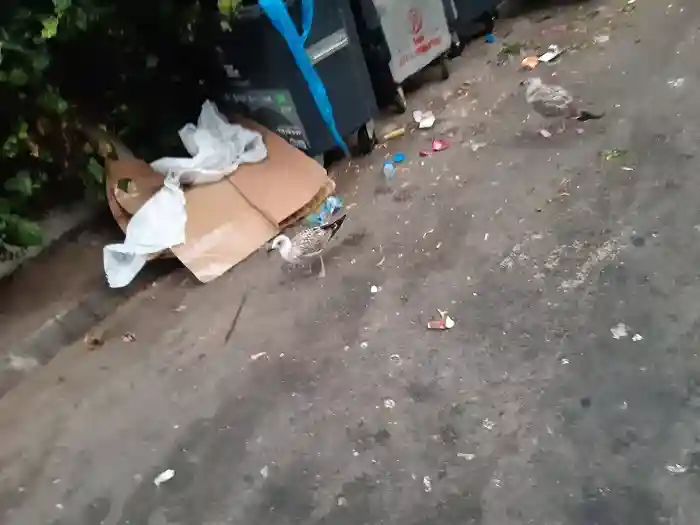 Büyükada’da Çöp Krizi: Cennet Adasından Utanç Manzaraları