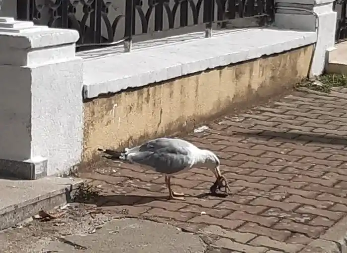 Büyükada’da Çöp ve Hijyen Krizi: Sokaklarda Fareler Cirit Atıyor, Konteynerler Taşıyor