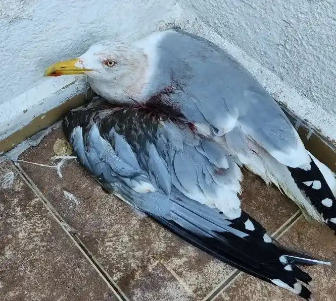 Büyükada’da ‘Elektrikli’ Terör: Sahil Yolu Otobana Döndü, Yavru Martılar Eziliyor!