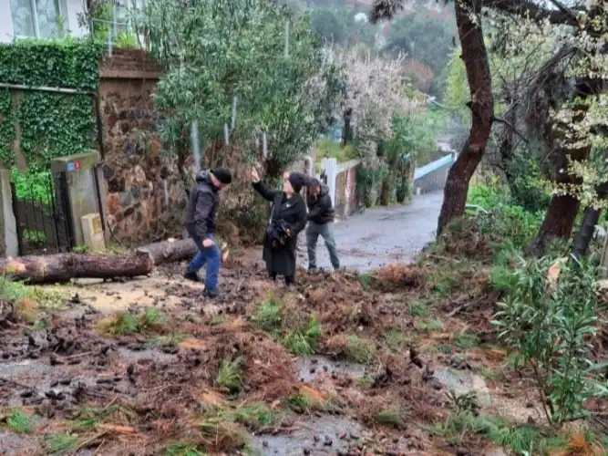 Büyükada’da Kuvvetli Poyraz: Kurumuş Ağaçlar İçin Dikkat Çağrısı