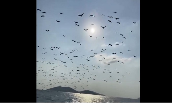 Kanatların Altındaki Tehlike:Göç Yolundaki Leyleklerin Hayatta Kalma Mücadelesi ve Büyükada Örneği