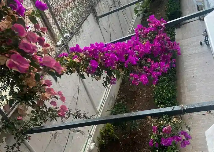 Kınalıada Top Sahasında Faciaya Davetiye: Çatlayan Duvar Yaşam Alanlarının Üzerine Eğildi