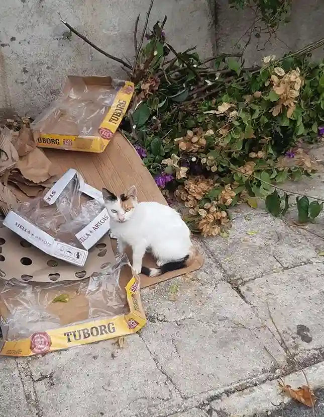 Büyükada’da Sokak Hayvanları Dramı: “Açlıktan Ölüyorlar, Şov Yapılıyor!”