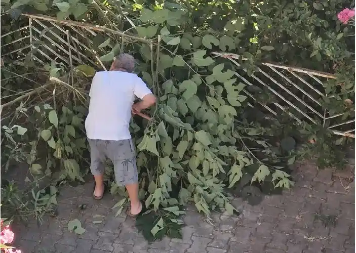Kınalıada’da “Budama Mı, Tahribat Mı?” Tartışması: Mahalleli Tepkili