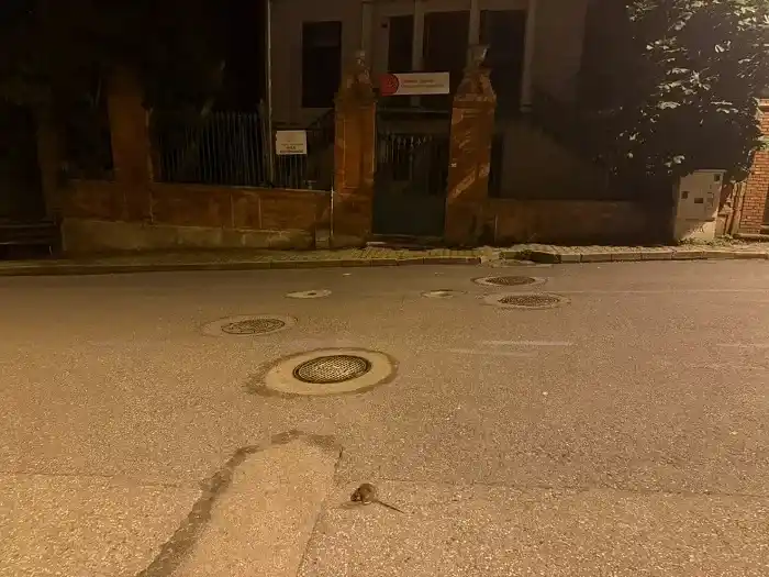 Heybeliada Sokaklarında Kemirgen Alarmı: Artan Fare Popülasyonu Sakinleri Tedirgin Ediyor