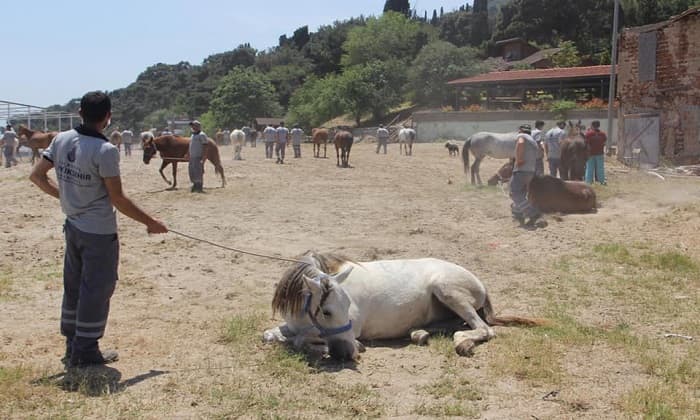 Adaların kayıp atları MHP'de istifa getirdi
