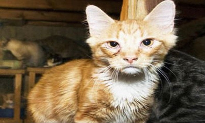 Kedi İstif Evleri Büyükada’da ölüm saçıyor