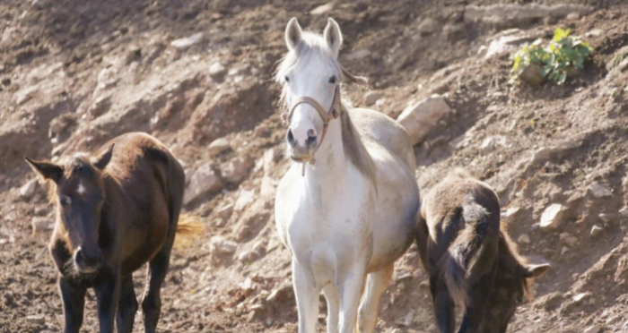 İBB’nin kayıp atlarıyla ilgili yeni ayrıntılar